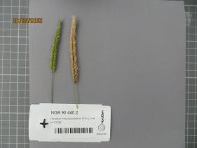 Click for 2 image(s) for this accession.